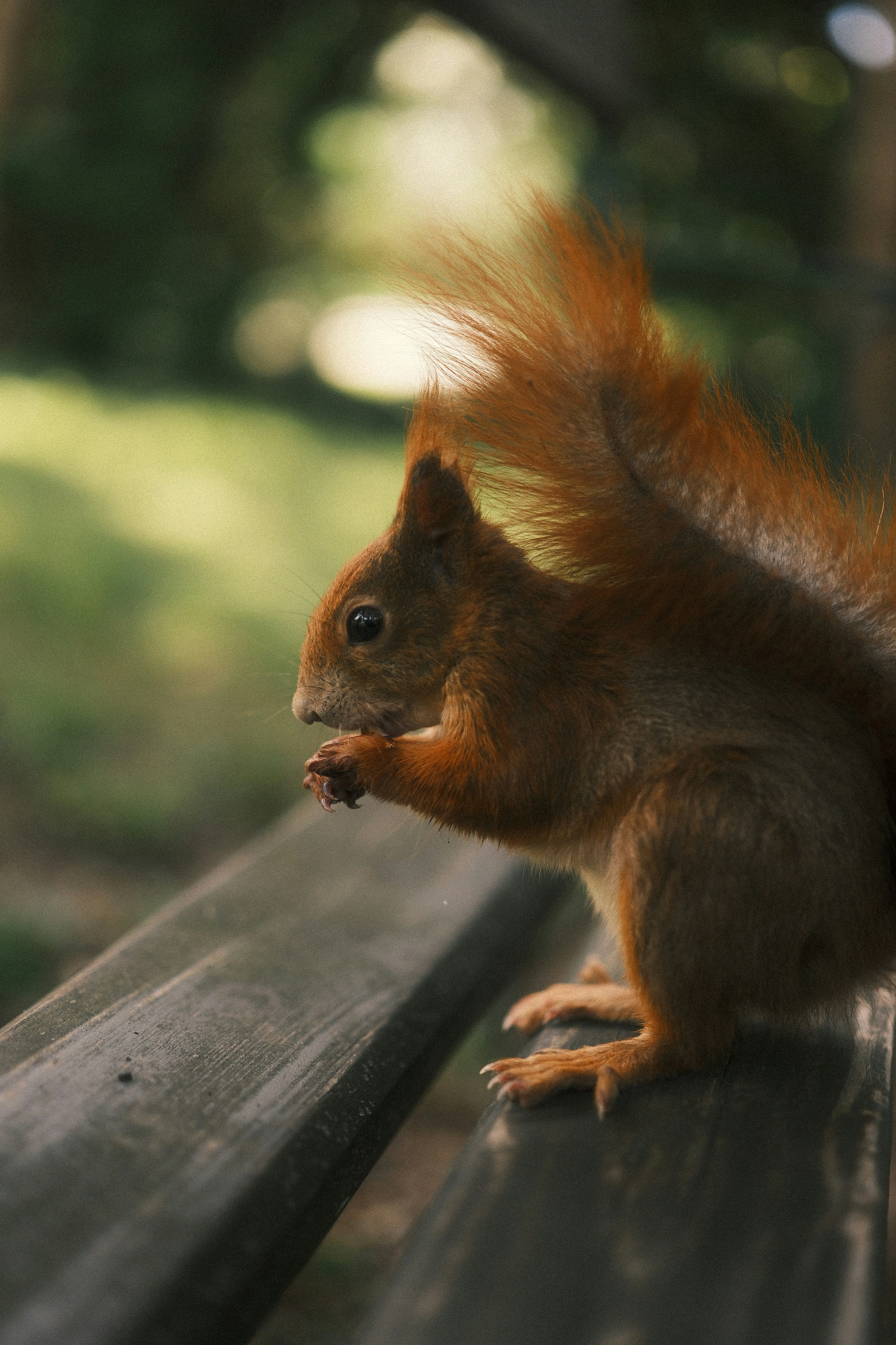 Squirrel sitting on a bench