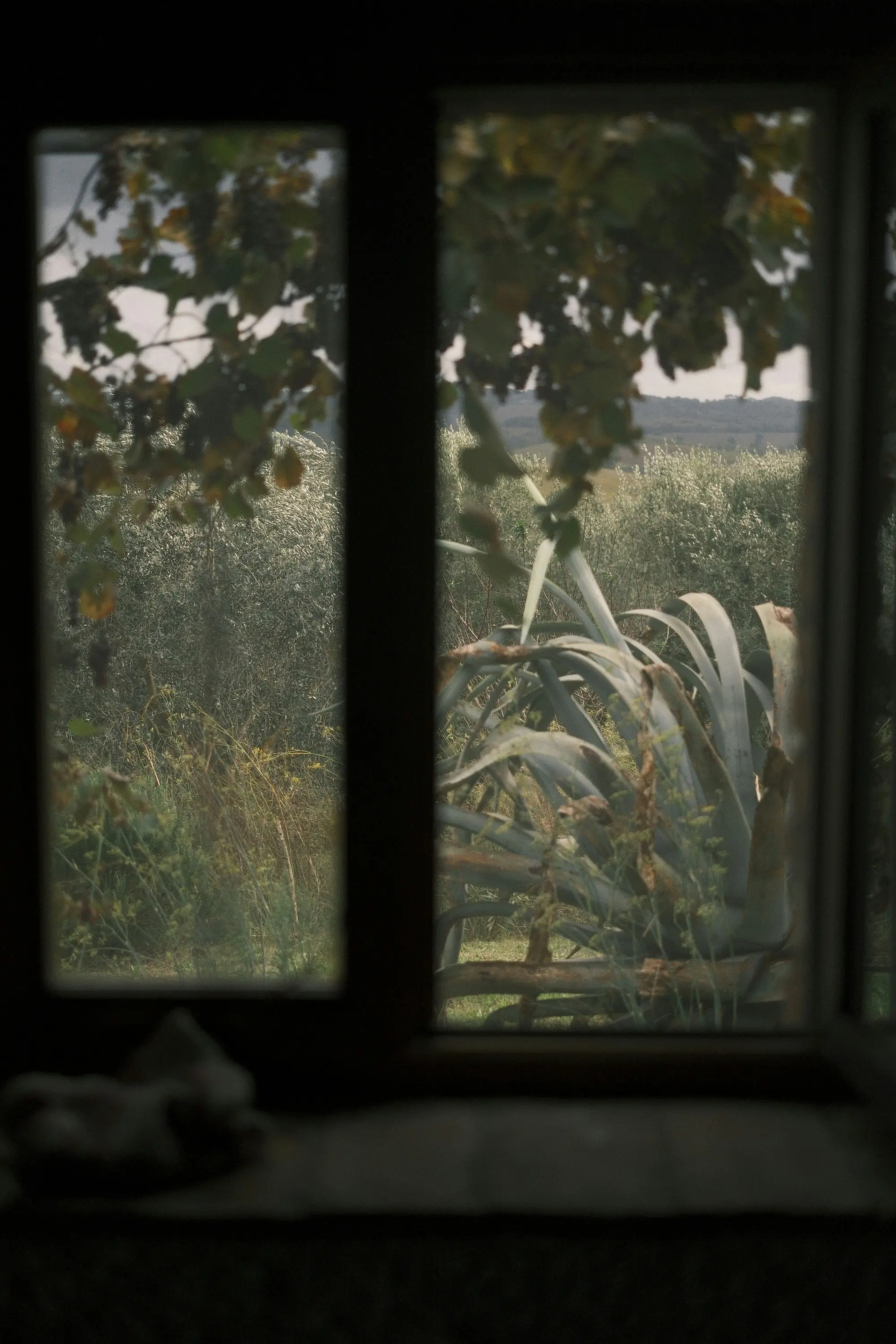 view through a window onto the countryside