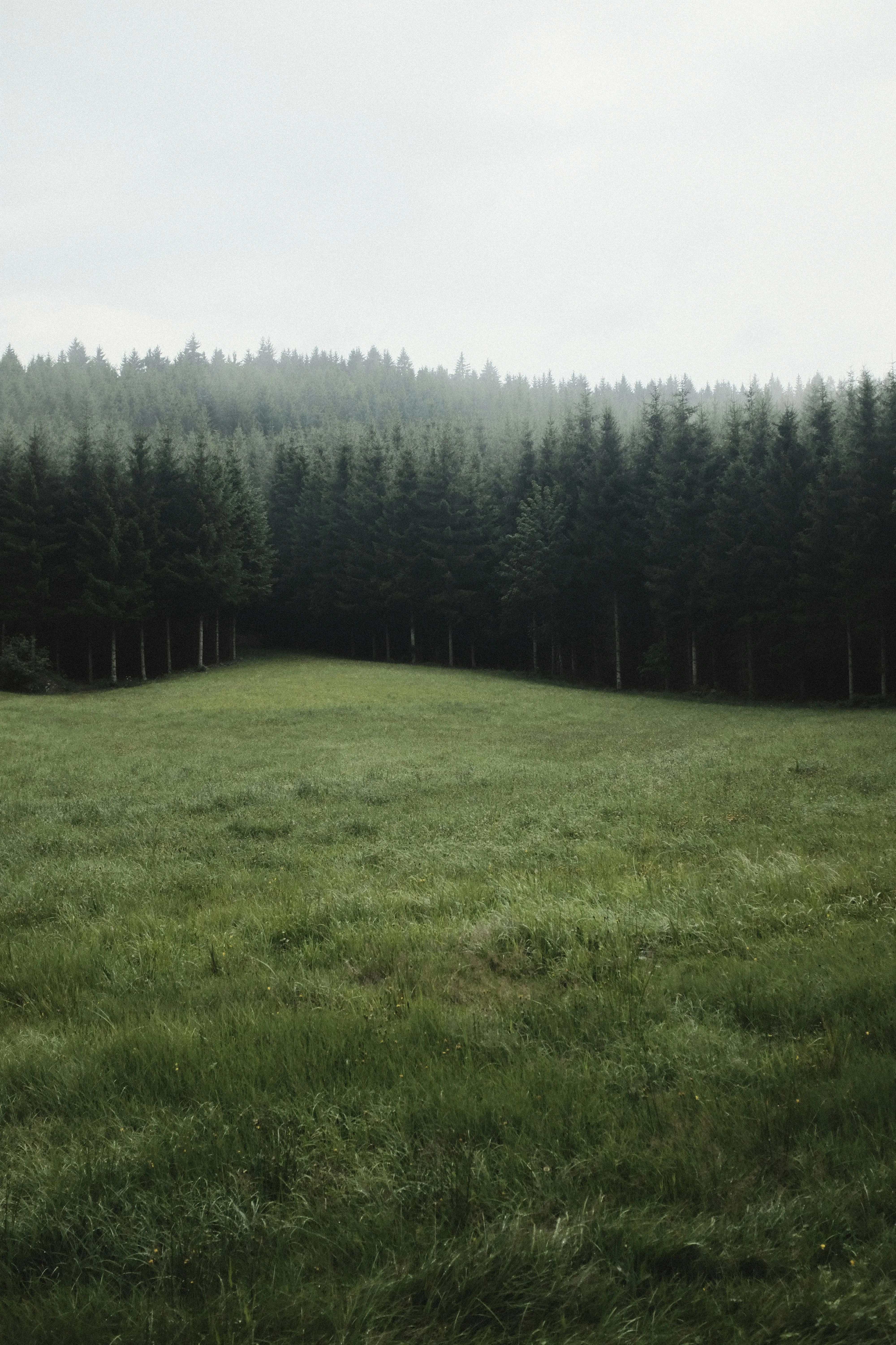 green gras in front of a forest covered in fog